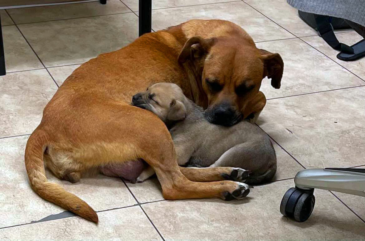 The Animal Shelter of Sullivan County Photos